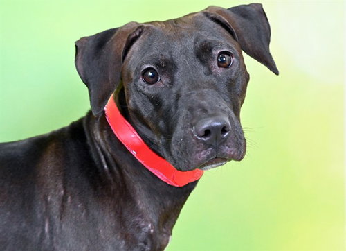 LEOLA, a dog for adoption from Humane Society of Broward County