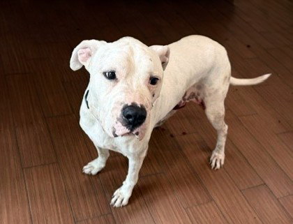 STRAY NOT AVAILABLE, a dog for adoption from Humane Society of Broward County