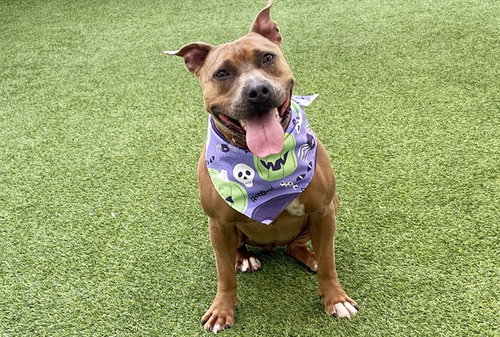 Maddie, American Staffordshire Terrier / Mixed (medium coat)
