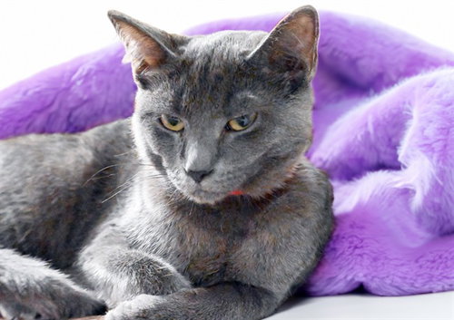 DAHLIA, a cat for adoption from Humane Society of Broward County