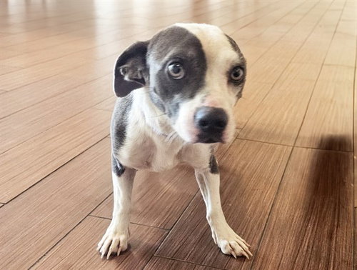 ZERO, a dog for adoption from Humane Society of Broward County