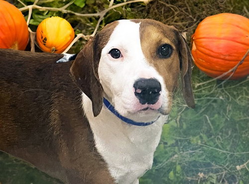 DUO, a dog for adoption from Humane Society of Broward County