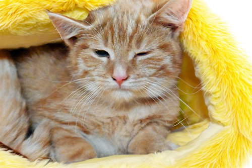SEBAS, a cat for adoption from Humane Society of Broward County
