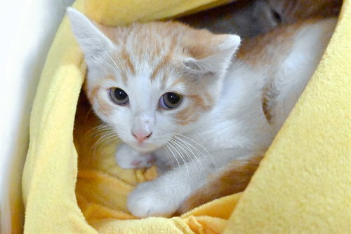 ENRIQUE, a cat for adoption from Humane Society of Broward County