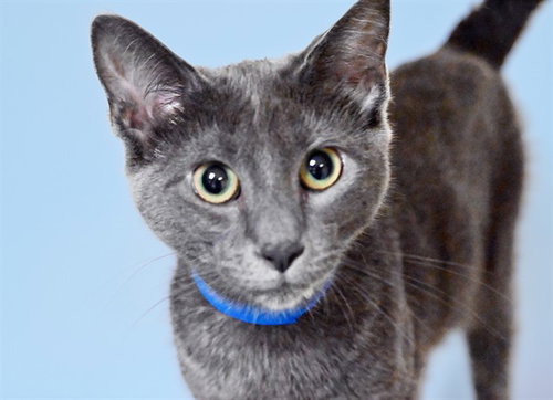 GREG, a cat for adoption from Humane Society of Broward County
