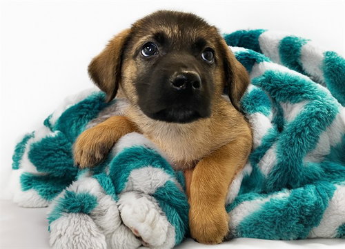 LOCK, a dog for adoption from Humane Society of Broward County
