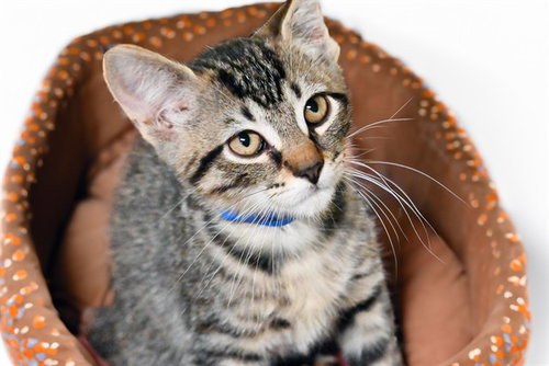 KURAPIKA, a cat for adoption from Humane Society of Broward County