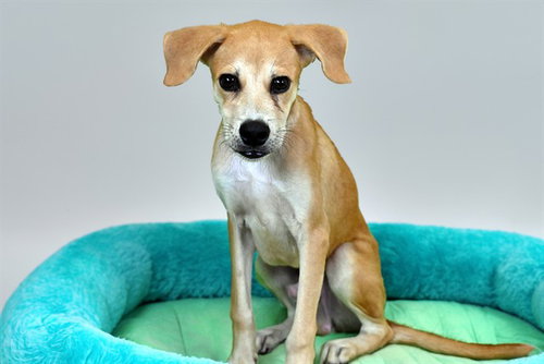 BOW, a dog for adoption from Humane Society of Broward County