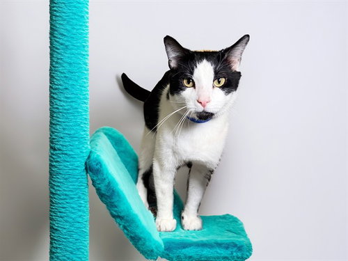 Oreo, Domestic Short Hair (medium coat)