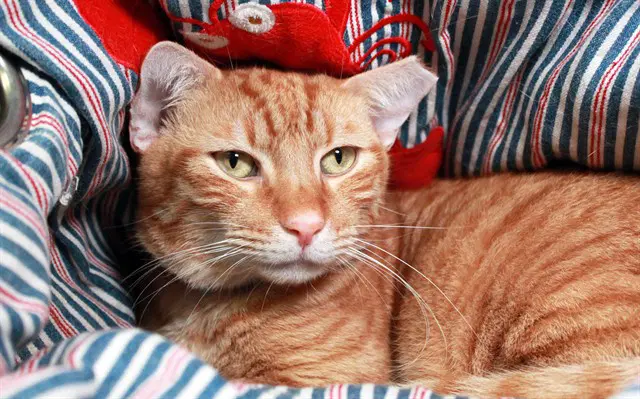 Jesse - Domestic Short Hair