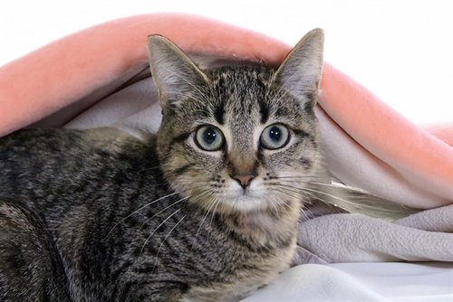 JUNIPER, a cat for adoption from Humane Society of Broward County