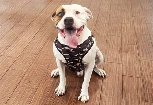 BEASLEY, a dog for adoption from Humane Society of Broward County