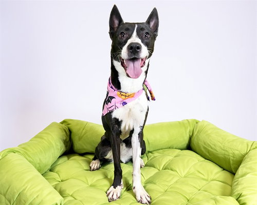 Zarina, Labrador Retriever / Mixed (medium coat)