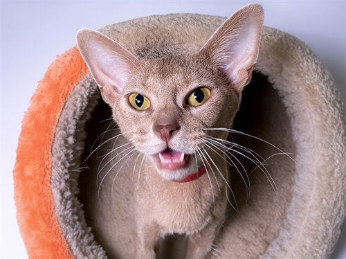 Marjan, Abyssinian (medium coat)