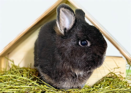 Toby, Shorthaired Rabbit (medium coat)