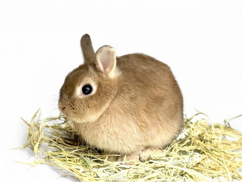 Shakira, Shorthaired Rabbit (medium coat)