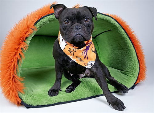 Kamala, French Bulldog (medium coat)
