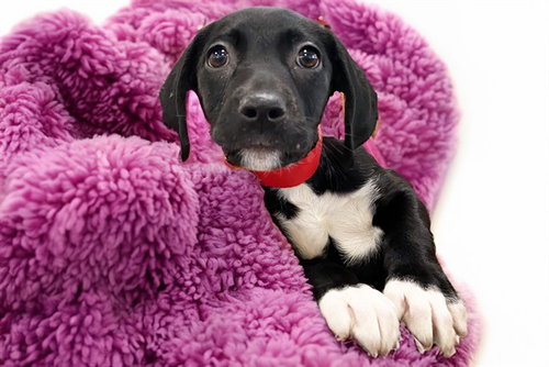 Leia, American Bulldog / Mixed (medium coat)