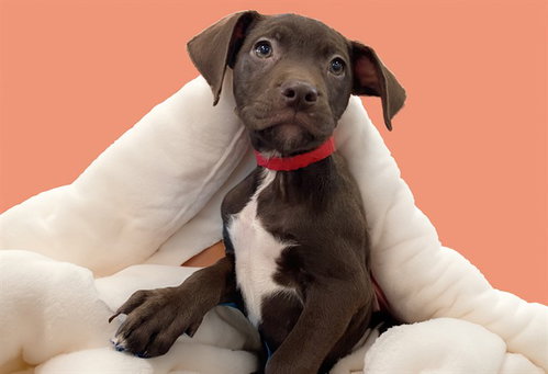 Rae, American Bulldog / Mixed (medium coat)