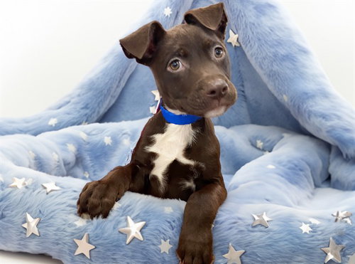 R2D2, American Bulldog / Mixed (medium coat)