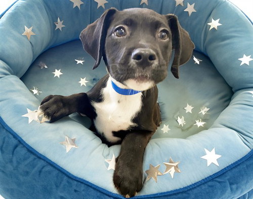 C3po, American Bulldog / Mixed (medium coat)