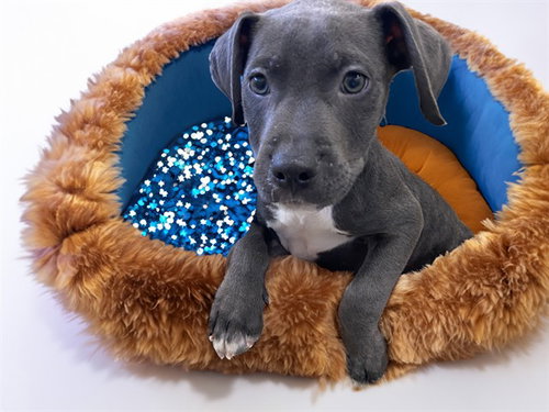 Bb8, American Bulldog / Mixed (medium coat)
