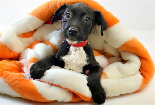 Xwing, American Bulldog / Mixed (medium coat)