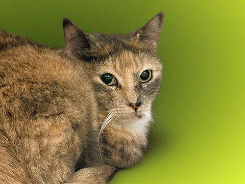 Griffona, Domestic Short Hair (medium coat)