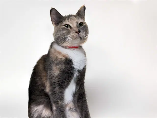 Griffona - Domestic Short Hair