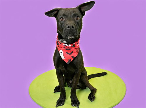Rico, Labrador Retriever / Mixed (medium coat)