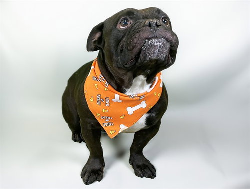 Seux, French Bulldog (medium coat)