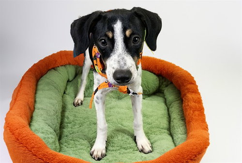 Olivia, Jack Russell Terrier (Parson Russell Terrier) / Mixed (medium coat)