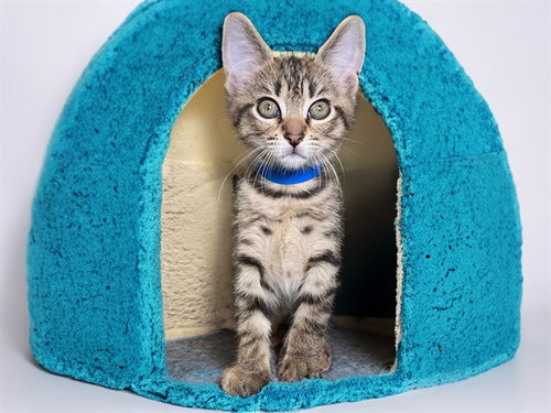 Matthew, Domestic Short Hair (medium coat)