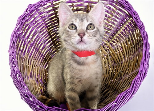 Tiffy, Domestic Short Hair (medium coat)
