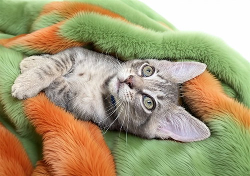 Bruno, Domestic Short Hair (medium coat)