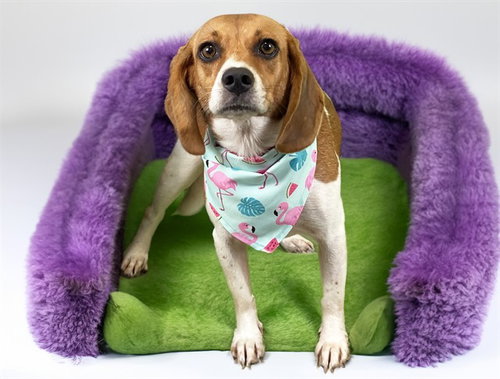 Rumi, Beagle / Mixed (medium coat)