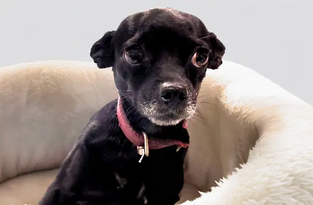 Garth - Chihuahua