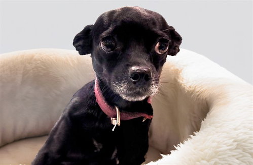 Stray Not Available, Chihuahua / Mixed (medium coat)