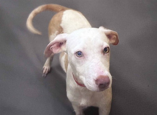 SPIRIT, a dog for adoption from Humane Society of Broward County