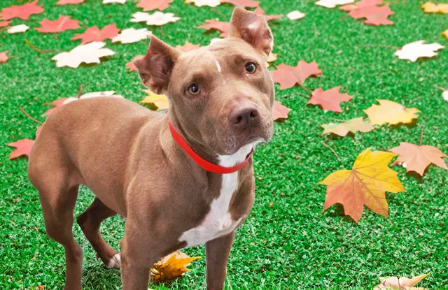 Mouse - American Staffordshire Terrier