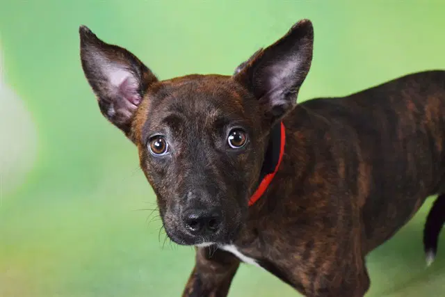 Stripes - American Staffordshire Terrier
