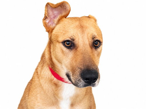 FRANKIE, a dog for adoption from Humane Society of Broward County