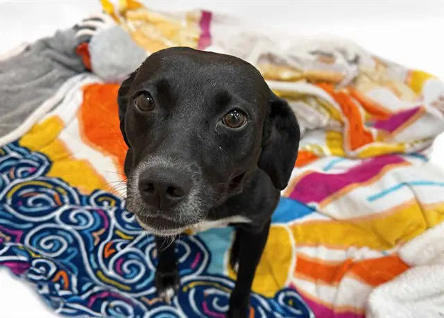 Willow - Labrador Retriever