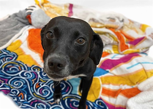 WILLOW, a dog for adoption from Humane Society of Broward County