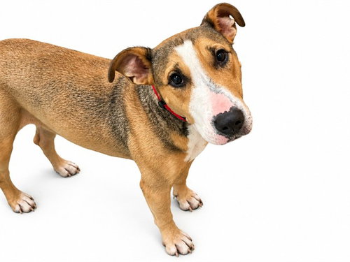 SUNNY, a dog for adoption from Humane Society of Broward County