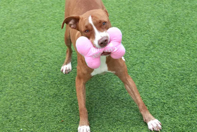 Vinny - American Staffordshire Terrier