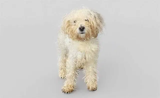 Chica - Maltese