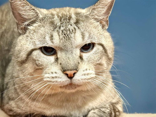 MR. T, a cat for adoption from Humane Society of Broward County
