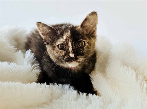 BOBBI, a cat for adoption from Humane Society of Broward County