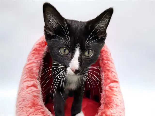 Keanu - Domestic Short Hair